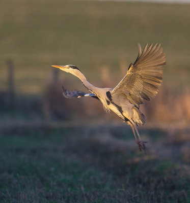 Grey Heron 