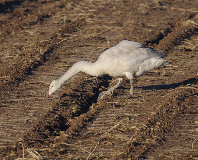 Whooper Swan (1st w)