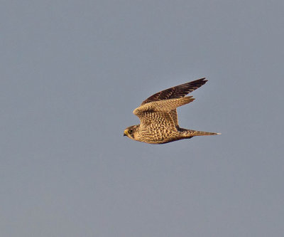 Peregrine (1st w male)