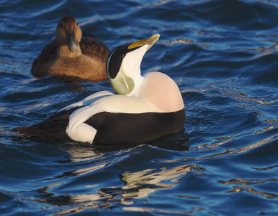 Eider