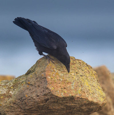 Carrion Crow 