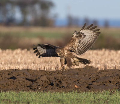 Buzzard 