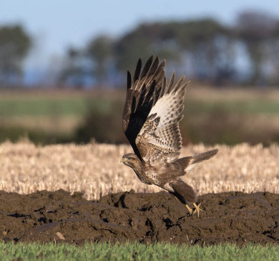 Buzzard 