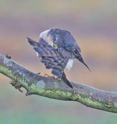 Sparrowhawk 