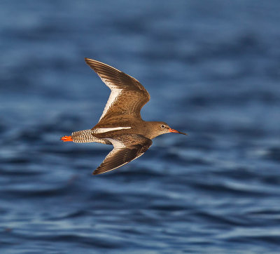 Redshank 