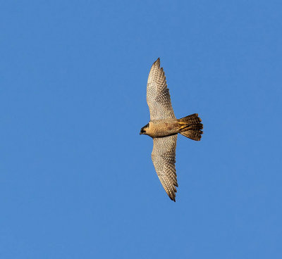 Peregrine 