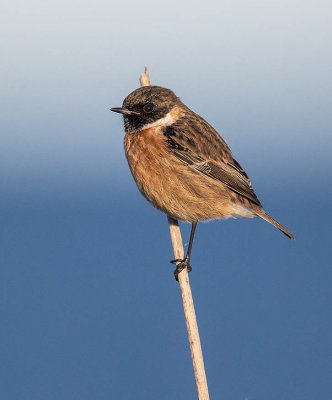 Stonechat (male winter plumage)