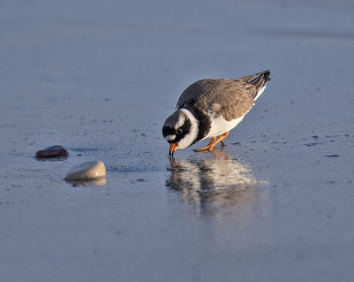 Ringed Plover 
