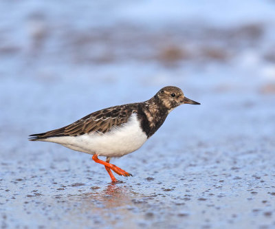 Turnstone 