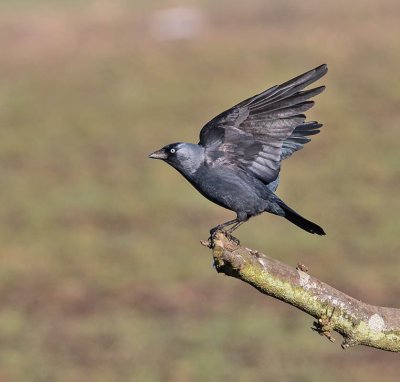 Jackdaw 