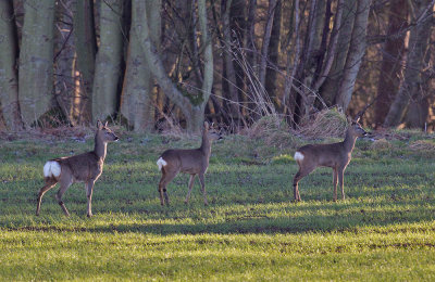 Roe doe with two fawns