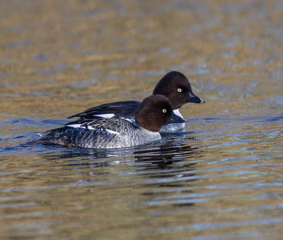 Goldeneye 