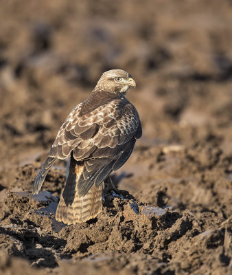 Buzzard 