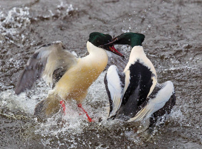 Goosander drakes fighting