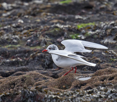 Mediterranean Gull 
