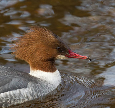 Goosander (female)