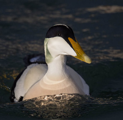 Eider