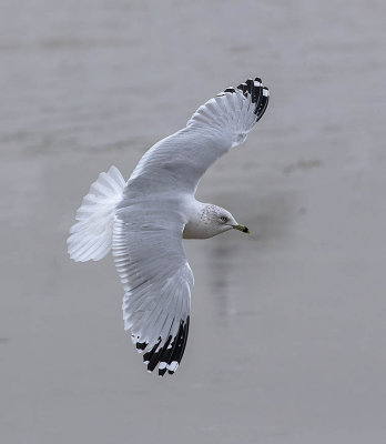 Ring-billed Gull (adult winter)
