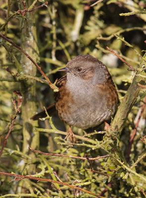 Dunnock 