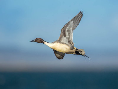 Pintail 