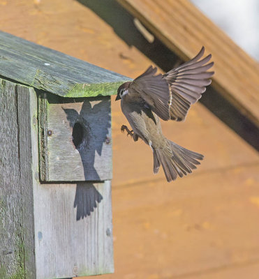 Tree Sparrow 