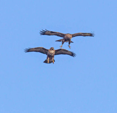 Buzzard 