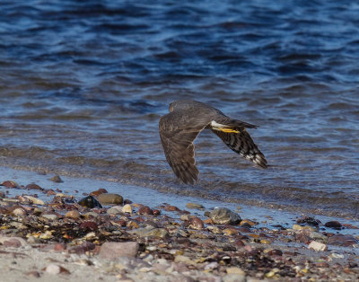 Sparrowhawk 