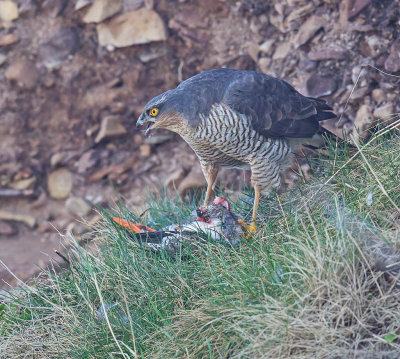 Sparrowhawk (female)