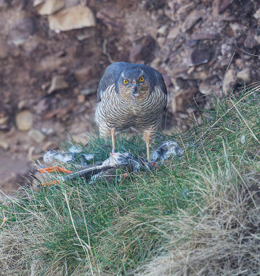 Sparrowhawk (female)