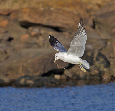 Common Gull 
