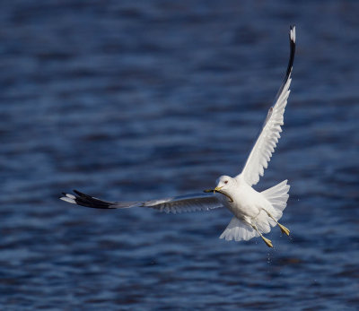 Common Gull 
