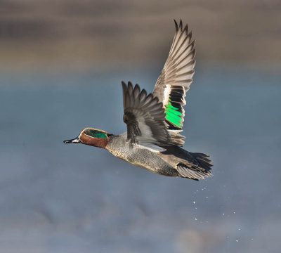 Teal drake