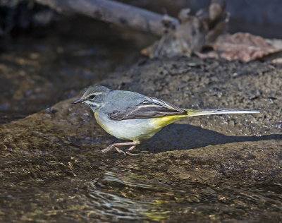 Grey Wagtail (female)