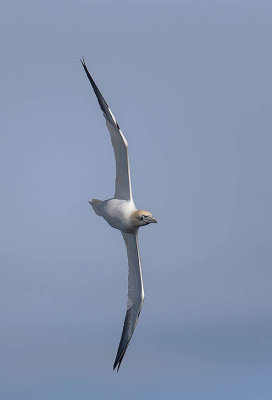 Gannet 
