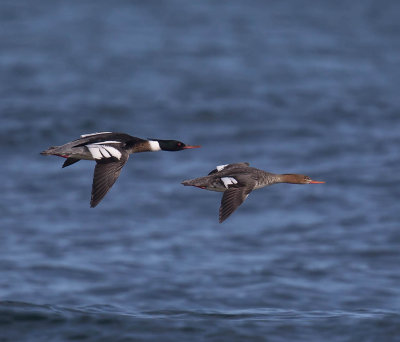 Red-breasted Mergansers 