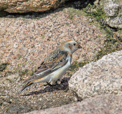 Snow Bunting 