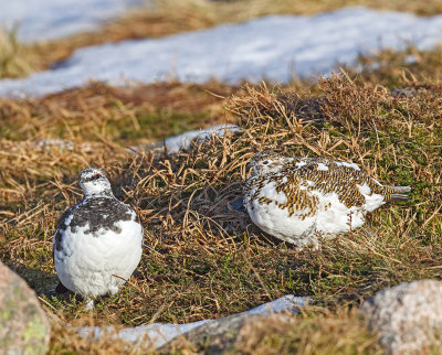 Ptarmigan 