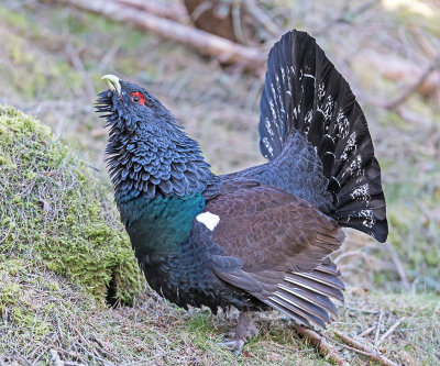 Capercaillie 