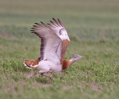 Great Bustard (male)