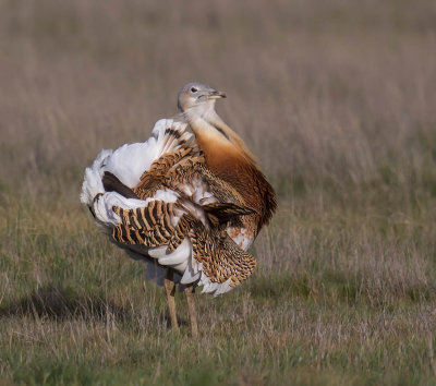 Great Bustard 