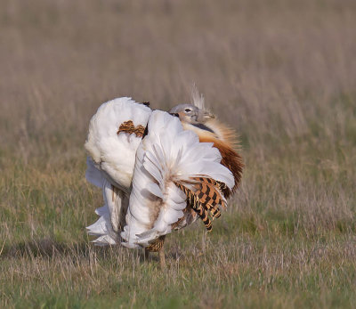 Great Bustard 