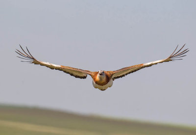 Great Bustard 