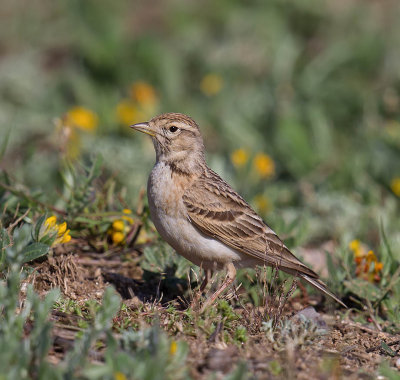 Short-toed Lark 