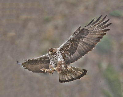 Bonelli's Eagle 