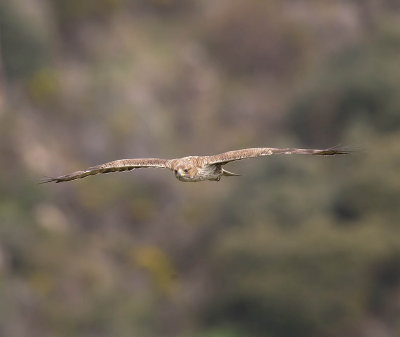 Bonelli's Eagle (male)