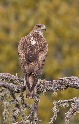 Bonelli's Eagle (male)