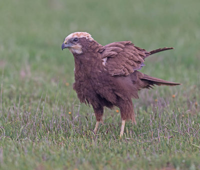 Marsh Harrier (female)