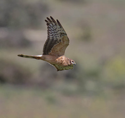 Montagu's Harrier (female)