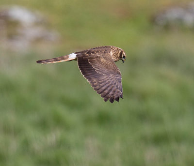Montagu's Harrier (female)
