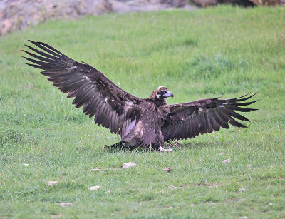 Black Vulture 